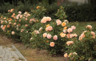 Róża Lady kutno, Park Traugutta
