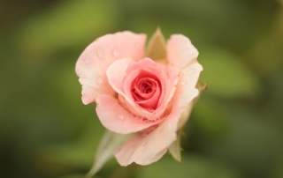 Róża Kopernik, Dworek Modrzewiowy