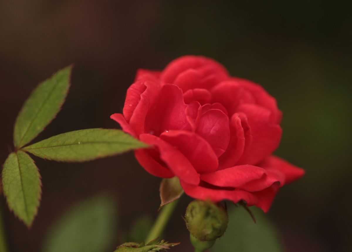 Róża Marylka, Dworek Modrzewiowy