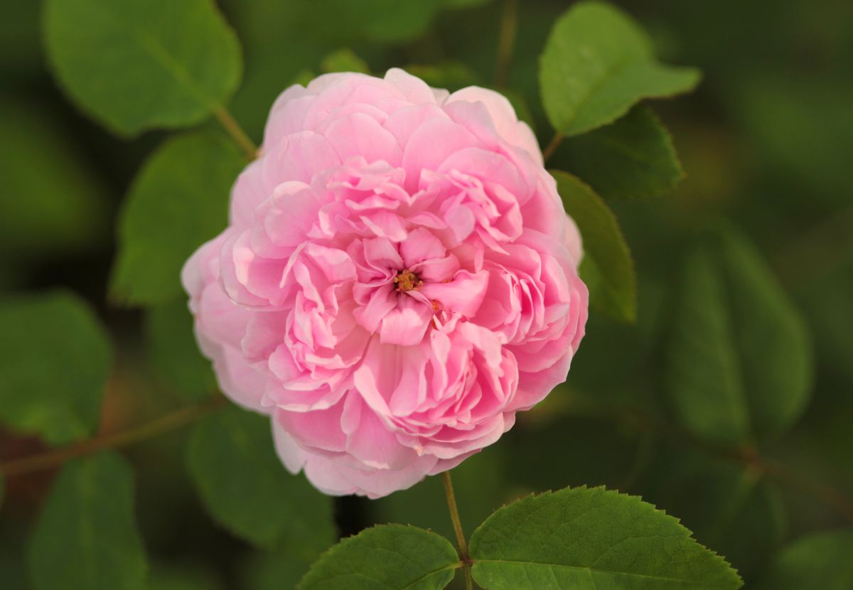 Róża historyczna Jacques Cartier, Dworek Modrzewiowy