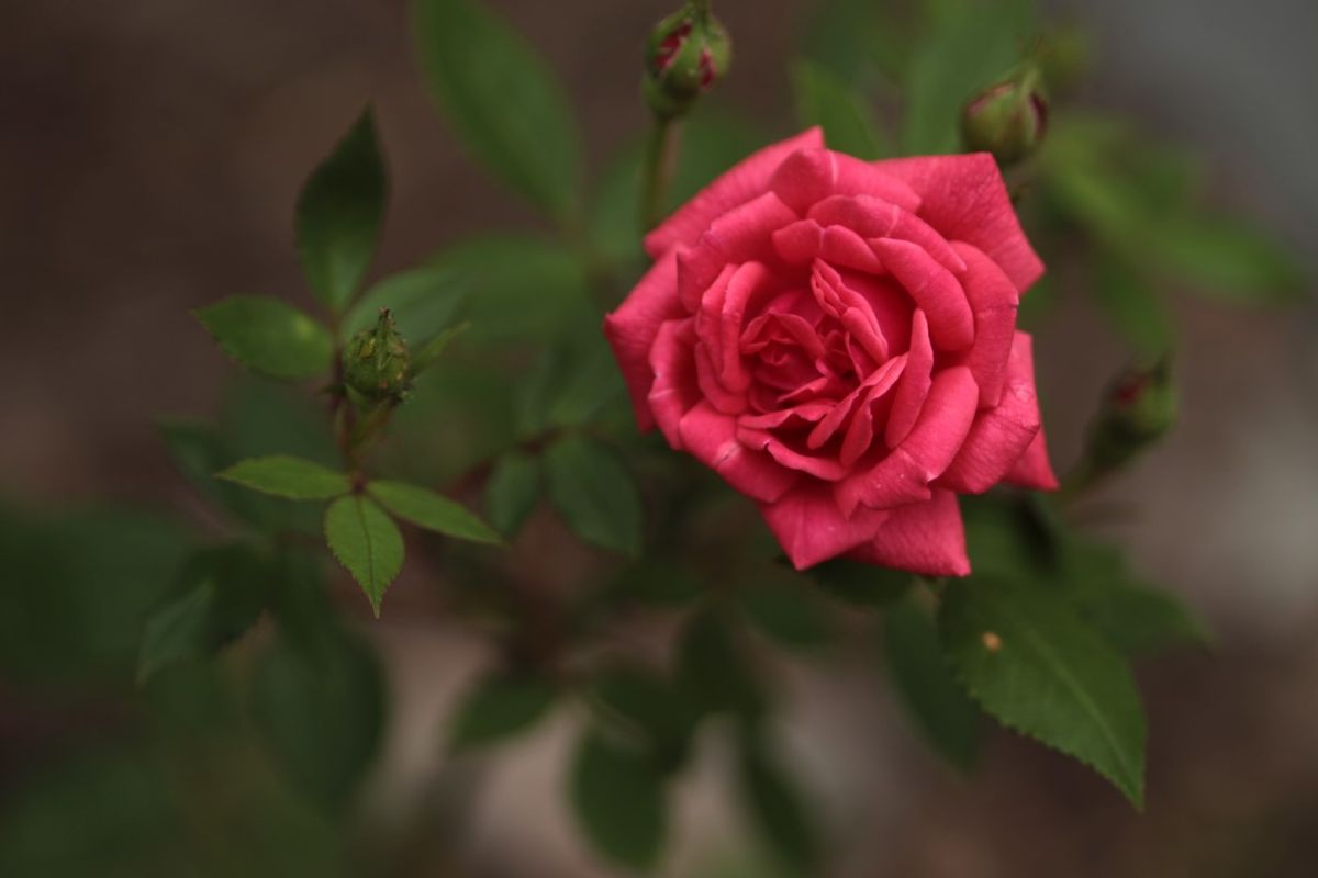 Róża Marylka, Park Traugutta