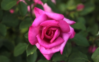 Róża Parole, Park Traugutta
