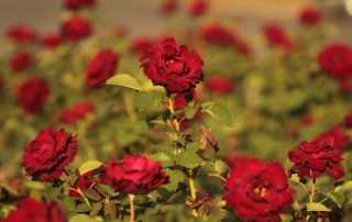 Róża Hommaga a Barbara, Park Traugutta