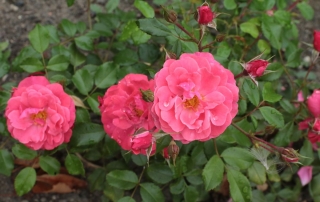 Róża Bad Birnbach, Park Traugutta
