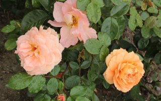 Róża Lady Kutno, ul. Jana Pawła II
