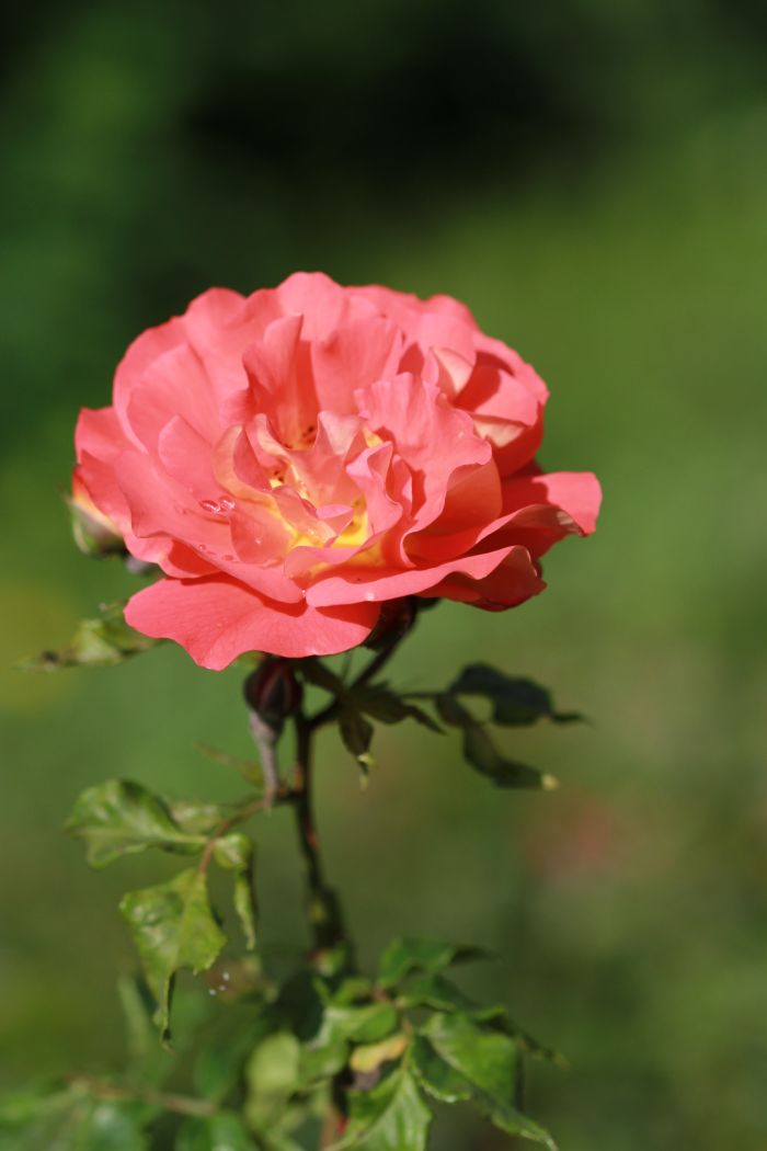 Róża Aprikola, Park Traugutta