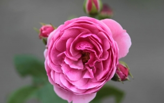Róża Pomponella, ul. 1 Maja