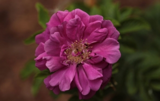 Rosa rugosa 'Hansa', Park Traugutta