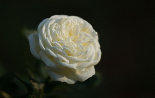 Róża Artemis, Park Traugutta
