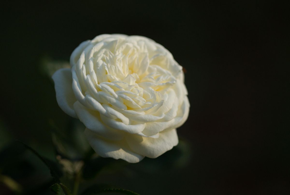 Róża Artemis, Park Traugutta