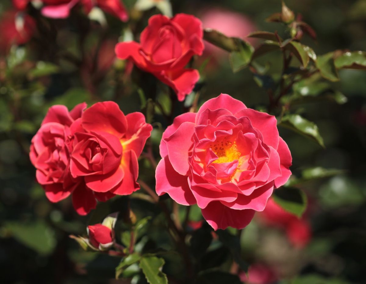 Róża Melusina, Rondo Róż