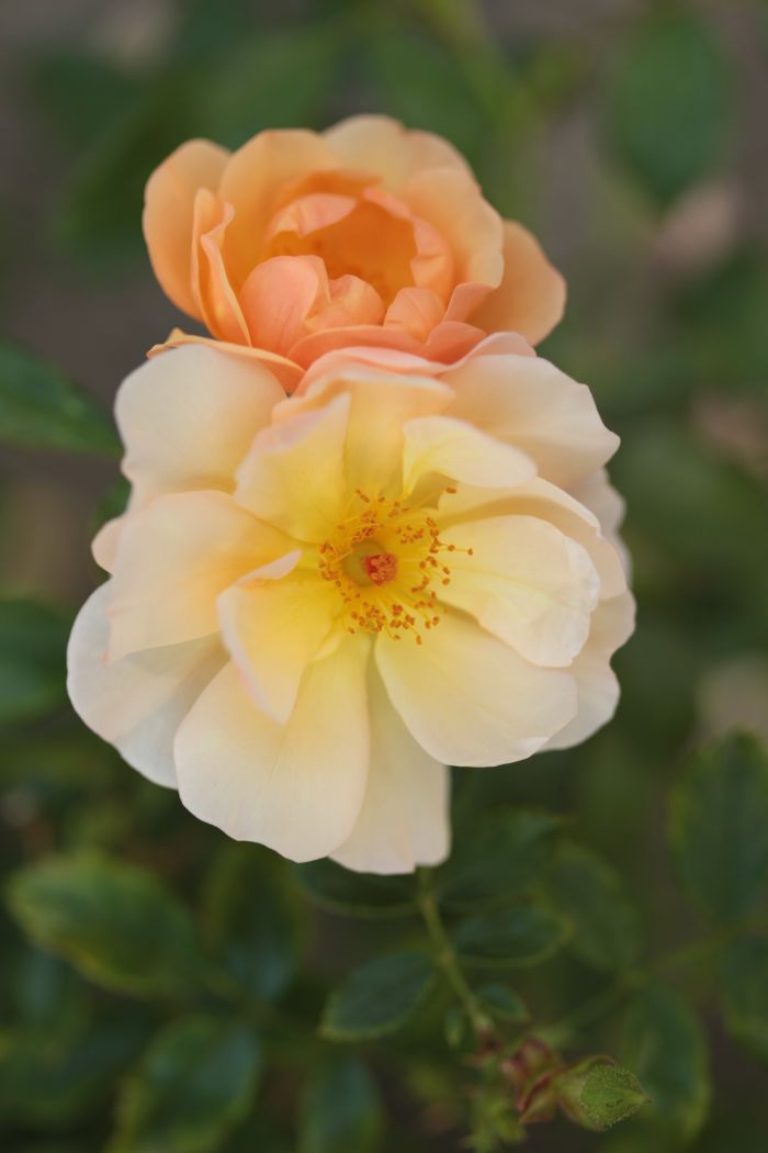 Róża Amber Sun, Park Traugutta