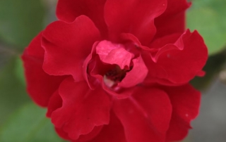 Róża Roter Korsar, Park Traugutta