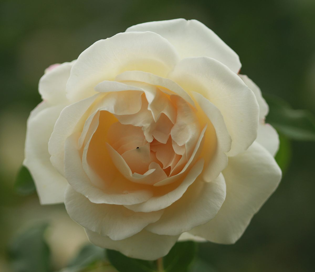 Róża KOSMOS, Park Traugutta